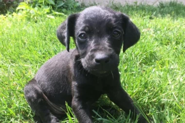 Ovo niste znali: Deset stvari koje psi obožavaju da rade