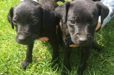 RECEPT ZA SREĆAN ŽIVOT: Udomite ova dva lepotana