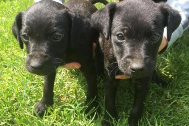 RECEPT ZA SREĆAN ŽIVOT: Udomite ova dva lepotana