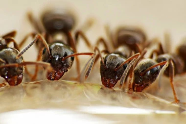 Efikasan trik kako da se rešite dosadnih mrava