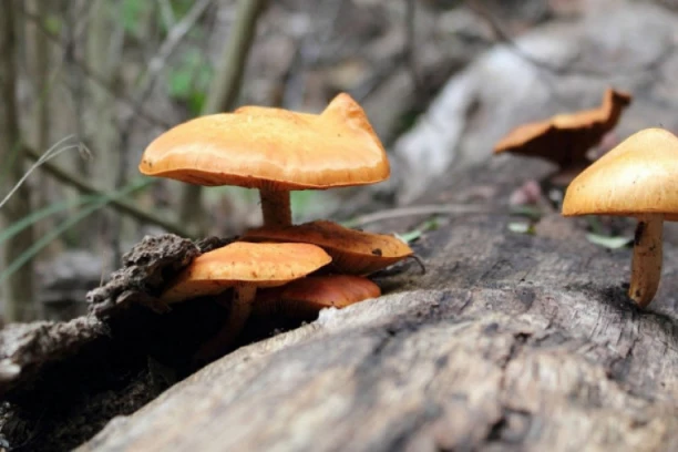 IZGLEDJU IDENTIČNO - JEDNA JESTIVA, OD DRUGE SE UMIRE! U Srbiji svake godine imamo slučajeve TROVANJA PEČURKAMA: Evo kako da naučite razliku!