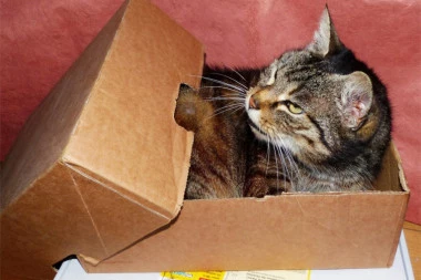 Zašto su mačke opsednute kutijama? Ovo je odgovor na to pitanje!