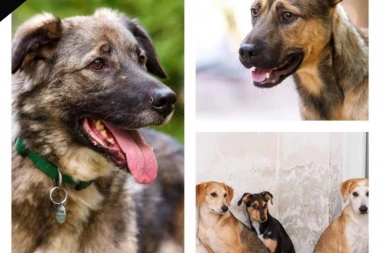 UZNEMIRUJUĆE! Otrovano 5 nevinih pasa koji su umrli u najstrašnijim mukama