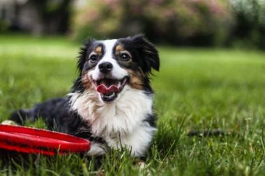 Vaš pas jede travu? Nema razloga za brigu