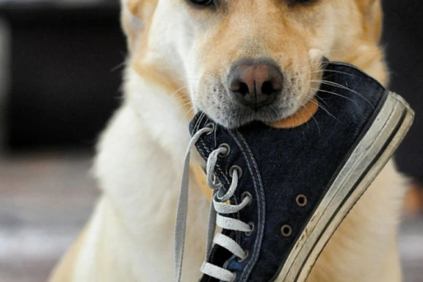 Najčešće zablude vlasnika pasa kada je u pitanju psihologija vašeg ljubimca