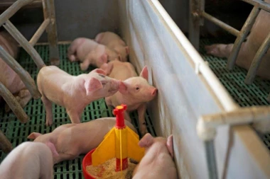 Osiguranje  poljoprivrede – gotovo besplatan vid zaštite