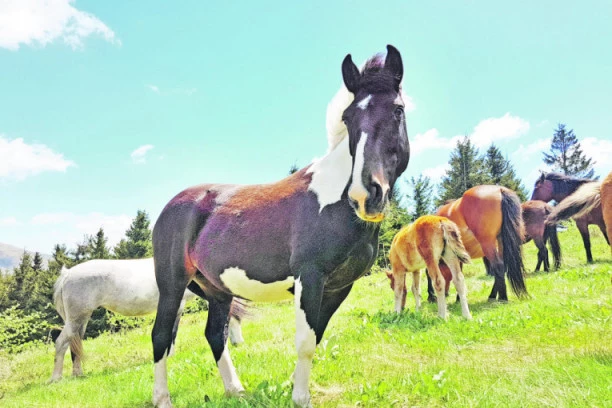 IDEALNO ZA LETOVANJE I ZIMOVANJE: Raj na krovu Srbije!