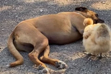 (VIDEO) Kokoška maltretira psa dok spava, a onda je njegovom strpljenju došao kraj!