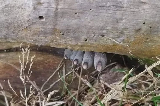 Da ne poveruješ svojim očima! Zastrašujuća fotografija nožnih prstiju kruži internetom: Zgranućete se kad saznate o čemu se radi!