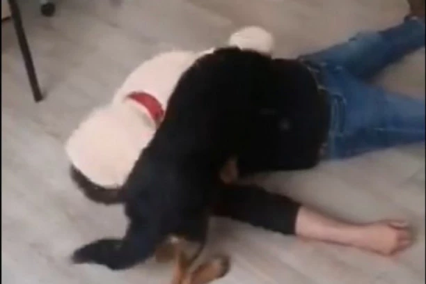 (VIDEO) ŠOU PROGRAM: Sergeja napao "medved", nije ga "spasio" ni Reks