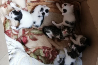 U SRBIJI CVETA MORBIDNI BIZNIS! Ubijaju mačke, uzimaju krzno i od njega prave ćebad i torbe!