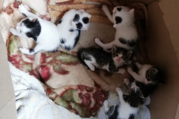 U SRBIJI CVETA MORBIDNI BIZNIS! Ubijaju mačke, uzimaju krzno i od njega prave ćebad i torbe!