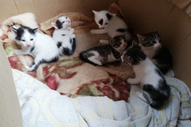 TRAŽE SE DOBRI LJUDI: Preslatkim macama potreban dom