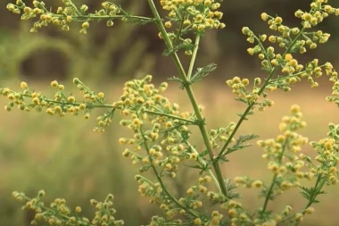 Nemački naučnici ubeđeni! OVA biljka leči koronu i svima je dostupna, a godinama se uspešno koristi u borbi protiv malarije!