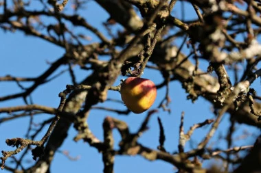 U selu kod Gornjeg Milanovca procvetala jabuka u OKTOBRU: Prema narodnom verovanju ovo je LOŠ ZNAK!