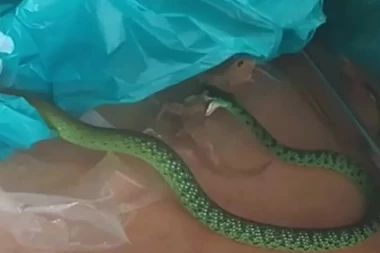 (VIDEO) PRIZOR KOJI BACA U NESVEST: Kako biste reagovali da u kuhinji zateknete ljutu borbu zmije i guštera?!