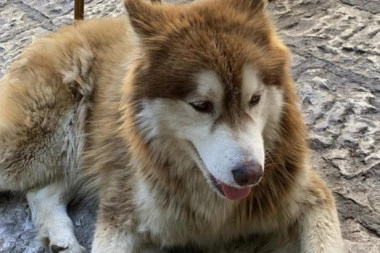 (FOTO) Pronađen pas u Beogradu: Ako ga prepoznajete, javite se!
