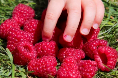 Srpske maline preplavile Tursko tržište: saradnja teška 100 miliona evra