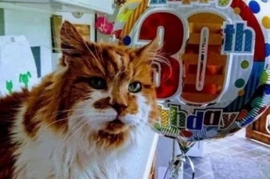 (FOTO) TUGA, PREMINULA NAJSTARIJA MAČKA NA SVETU: Prestala je da jede, postala veoma mršava, a jedan dan je otišla i više se nije vratila!