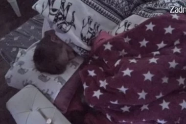 (VIDEO) Prstićima ga dovela do ludila! Maja pružila žestok užitak Janjušu: Zadrugar odlepio od uzbuđenja!