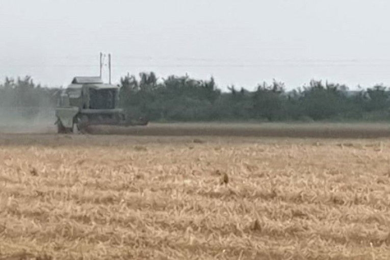 Srbija proizvodi pšenice dovoljno da nahrani ceo Balkan! Nedimović: Imamo dva i po puta više nego što nam je potrebno!
