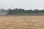 PŠENICA KREĆE U INOSTRANTSVO! Ministar Nedimović najavio: Država ukida zabranu izvoza pšenice!