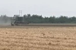 PŠENICA KREĆE U INOSTRANTSVO! Ministar Nedimović najavio: Država ukida zabranu izvoza pšenice!