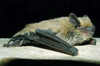 BRAT I SESTRA UMRLI OD UJEDA SLEPOG MIŠA:  Deca dobila besnilo, preminula u bolnici