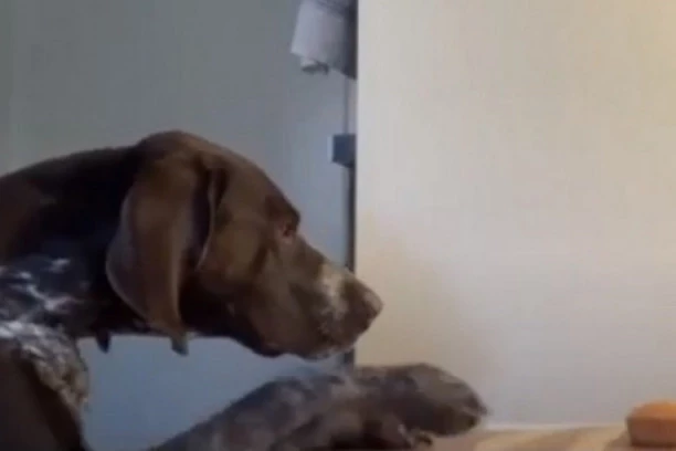 (VIDEO) Lopov sa četiri noge - Devojka se pitala ko joj krade kolače, skrivena kamera otkrila počinioca