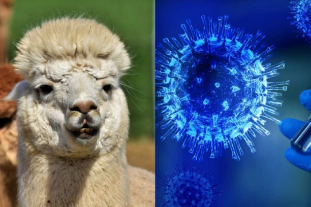 Lame nas spašavaju od korone! Evo kako naučnici objašnjavaju ulogu ove životinje u borbi protiv virusa