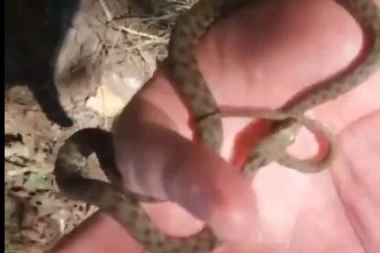 (VIDEO) Beograđanin našao zmiju, pa se obratio Prirodnjačkom muzeju: Nikada ne biste pogodili šta su mu tamo rekli da uradi!