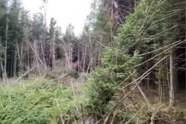 (VIDEO) DA SE SMRZNEŠ! Šetao šumom i otkrio tragove NLO: Čuo se jezivi vrisak, osećao sam da me neko posmatra!