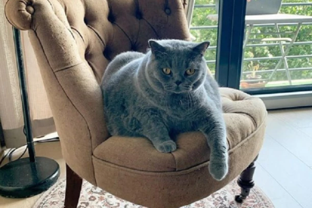 MAČKE TRI VEKA STRAŽARE U RUSIJI: Evo zbog čega su ih carevi tretirali sa poštovanjem