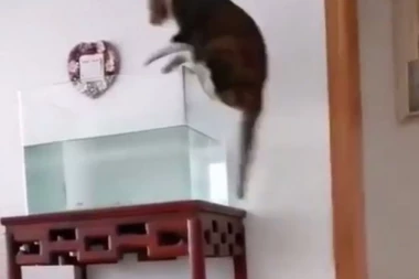 (HIT VIDEO) Kao scena iz crtanog filma: Mačka pokušala da preskoči akvarijum, ali sve je pošlo po zlu!