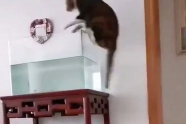 (HIT VIDEO) Kao scena iz crtanog filma: Mačka pokušala da preskoči akvarijum, ali sve je pošlo po zlu!