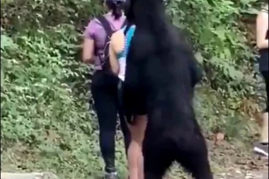 (VIDEO) OVO SE NE VIĐA SVAKI DAN: Medved prišao turistima i njušio ih, oni napravili SELFI s njim!