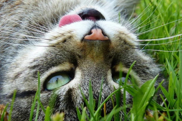 ODMAH IZBACITE OVE BILJKE: Ukoliko imate psa ili mačku NIKAKO ne držite u stanu OTROVNO saksijsko CVEĆE!