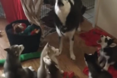 NEZABELEŽENO U SVETU: Porodica izgladnjivala 164 zaražena psa