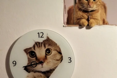 Kako životinje doživljavaju vreme?