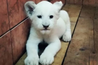 UPOZNAJTE KOVILJKU: Ovo je najslađa prinova u Beo zoo-vrtu