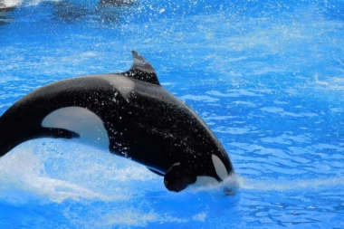 ČUDO NEVIĐENO: Ženka kita ubice koja je nosila mrtvo mladunče ponovo trudna