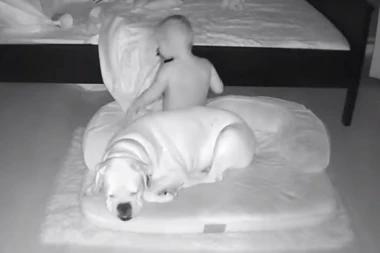 (VIDEO) IMALA JE ŠTA DA VIDI: Majka ostavila kameru u dečijoj sobi i videla šta je PAS URADIO NJENOM SINU