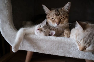 OBAVEZNO OBRATITE PAŽNJU NA OVE ZNAKE: Položaj u kom mačka spava otkriva kako se ona oseća