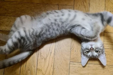 TRAŽE SE DOBRI LJUDI: Maca Lola čeka novi dom