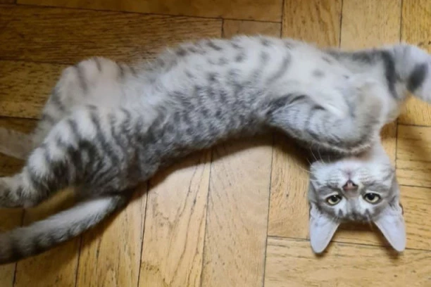 TRAŽE SE DOBRI LJUDI: Maca Lola čeka novi dom