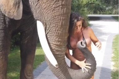 (VIDEO) Samo hoće malo da cucla: Slon surlom KIDISAO NA GRUDI Plejboj zečice!