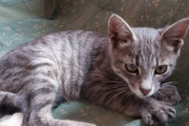 ULEPŠAJTE SEBI ŽIVOT: Udomite umiljatog mačora Caneta!