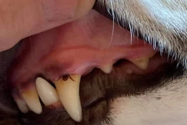 SVI ZGORŽENI OVOM FOTKOM! Krpelj u desnima, kako je moguće? Stručnjak rešio dileme svojim odgovorom!