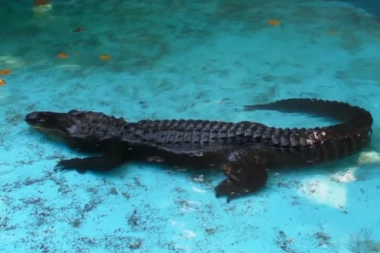 IKONA BEO ZOO VRTA: Pre 83 godine je ALIGATOR MUJA stigao u Beograd - rekorder svoje vrste