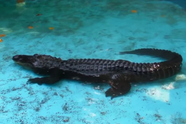 IKONA BEO ZOO VRTA: Pre 83 godine je ALIGATOR MUJA stigao u Beograd - rekorder svoje vrste